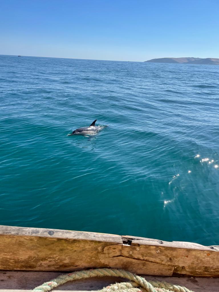 Dolphins on the boat safari from Brixham